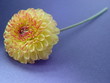 single flower still life on blue background single flower still life on blue background