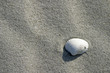 seashell