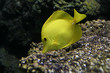 yellow fish