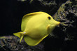 yellow fish