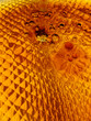 liquid gold 2