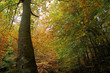 techo natural