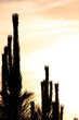 Photo: cactus silhouette cactus silhouette