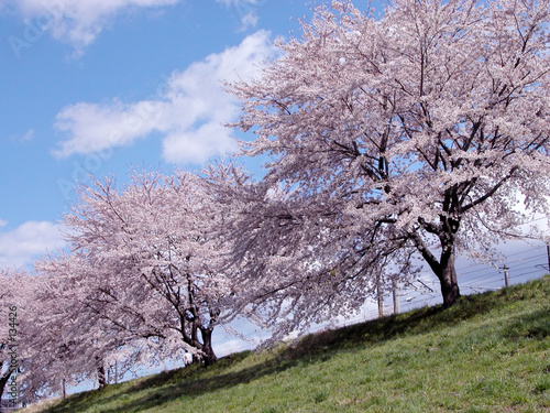 cherry trees