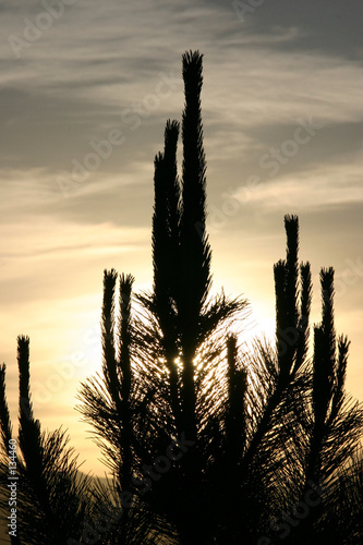Photo: sun behind the cactus - silhouette sun behind the cactus - silhouette