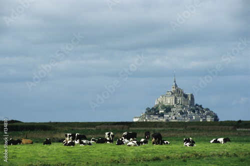 mont saint michel (vaches) mont saint michel (vaches)