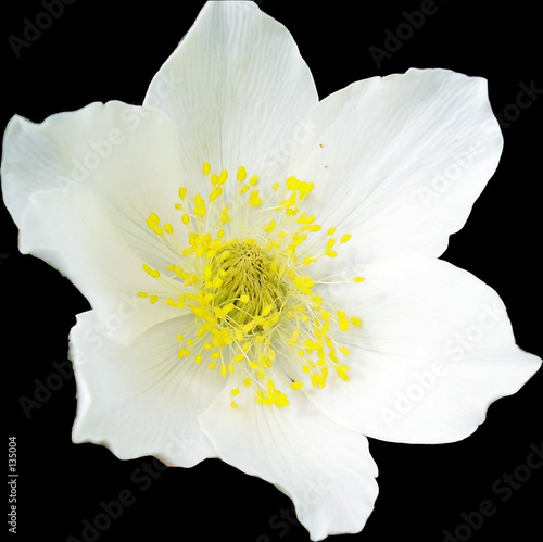 fleur blanche