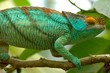cameleon