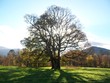 trees in autumn