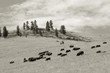 buffalo, national bison range