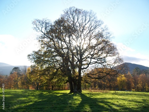 trees in autumn