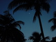 tropical night