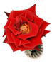 rose on white