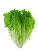 lettuce