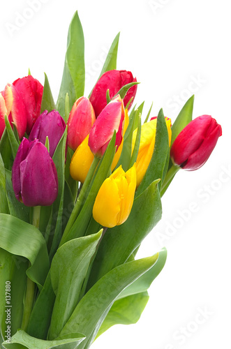 tulip bouquet