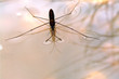 water strider