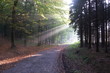herbst im wald