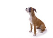 boxer pup waiting for treat