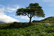 l'arbre solitaire l'arbre solitaire