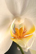 orchid'heart orchid'heart