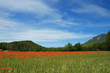 poppy field