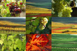 vine and vinyard collection. germany vine and vinyard collection. germany