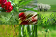green collection green collection