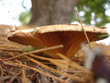 champignon champignon