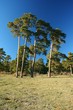 bosquete de pinos en dehesa bosquete de pinos en dehesa