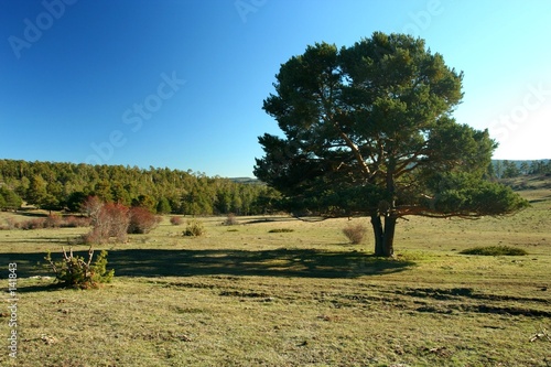 pino albar solitario
