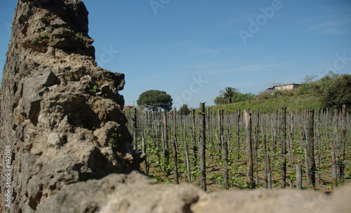 Photo: grape field behind the wall grape field behind the wall