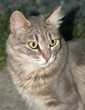 junger kater junger kater