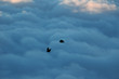 vuelo de chovas vuelo de chovas