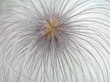 firework cascade from clematis pappus