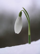 snow drop in snow