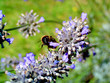 bourdon sur un brin de lavande