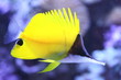 gelber zierfisch