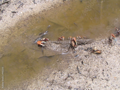 guadeloupe crabe "cémafaute"