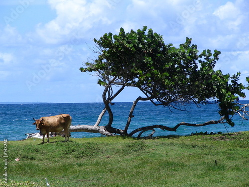 littoral sud guadeloupe littoral sud guadeloupe