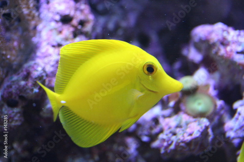 gelber zierfisch