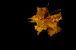 Photo: isolated close up on three leaves isolated close up on three leaves