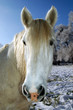 cheval blanc en hiver cheval blanc en hiver