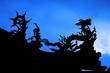 chinese dragon