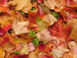 feuilles mouillées