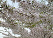 blooming spring trees