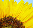 canvas print picture sonnenblume