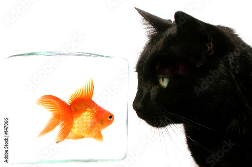 cat and fish