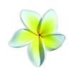 fleur de frangipanier
