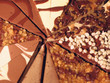 cheescake cheescake