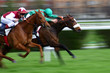 chevaux de course